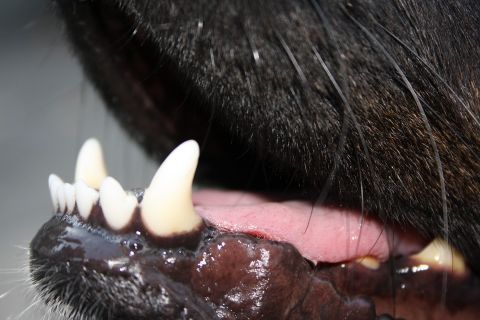 Starostlivosť o zuby psov