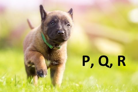 Mená pre psov - P, Q, R