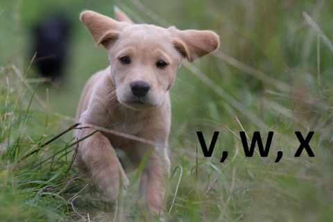 mená pre psov - V, W, X