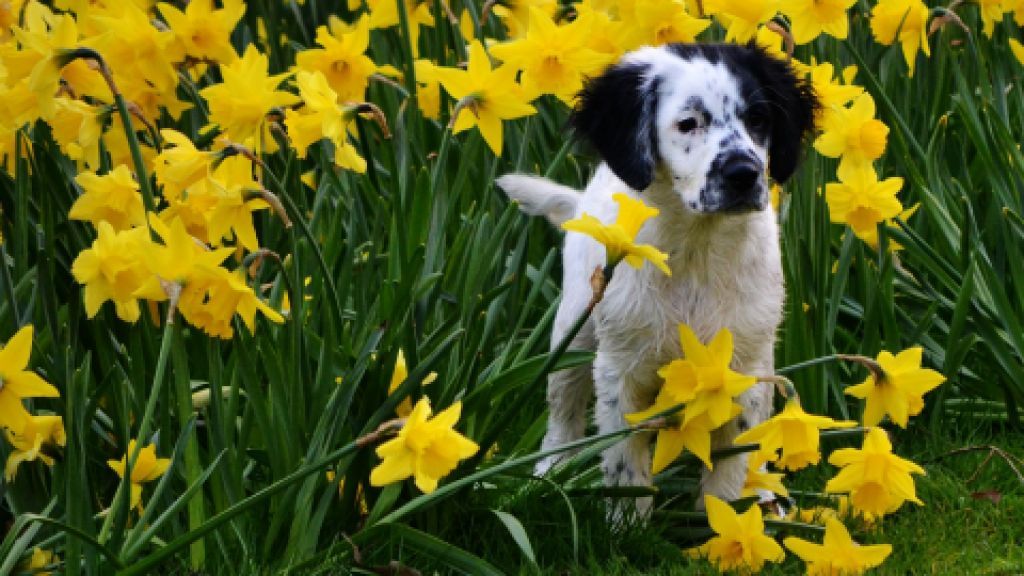 Pes na jar